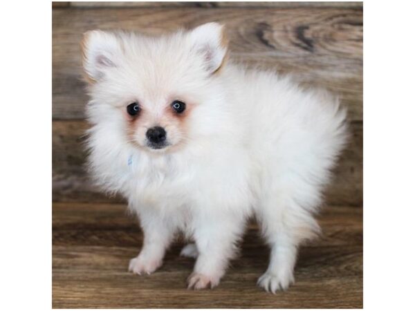 Pomeranian-DOG-Male-Cream-11909-Petland Henderson, Nevada