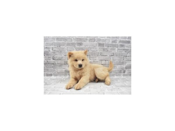 Chow Chow DOG Female Cream 11916 Petland Henderson, Nevada