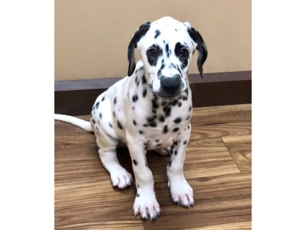 Dalmatian DOG Male White/ Black Spots 11919 Petland Henderson, Nevada