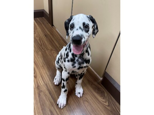 Dalmatian DOG Male White/ Black Spots 11918 Petland Henderson, Nevada