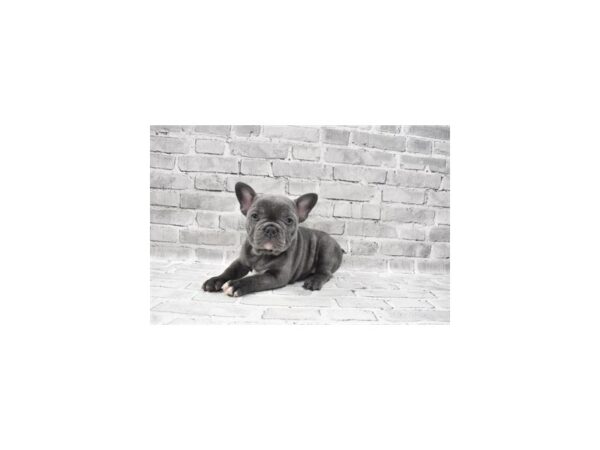 French Bulldog DOG Female Blue 11921 Petland Henderson, Nevada