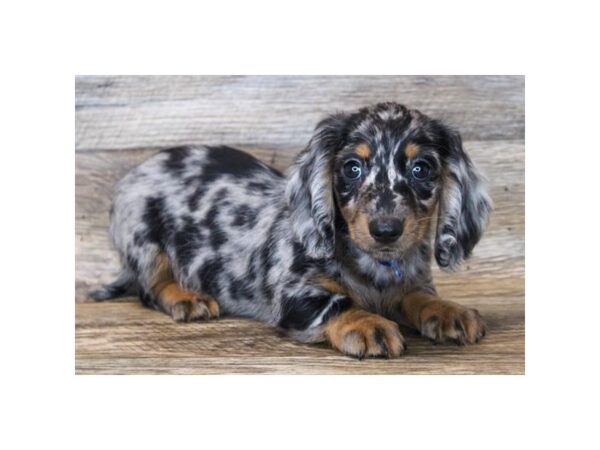 Dachshund DOG Male Blue Dapple 11925 Petland Henderson, Nevada