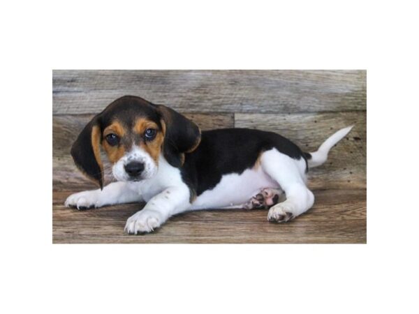 Beagle-DOG-Male-Black Tan / White-11924-Petland Henderson, Nevada