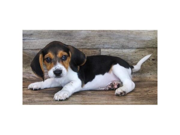 Beagle DOG Male Black Tan / White 11924 Petland Henderson, Nevada