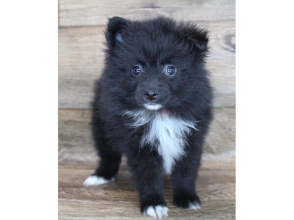 Pomeranian-DOG-Male-Black-11927-Petland Henderson, Nevada