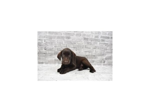 Labrador Retriever DOG Male Chocolate 11938 Petland Henderson, Nevada