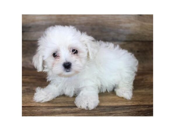 Maltese DOG Female White 11931 Petland Henderson, Nevada