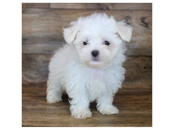 Maltese DOG Male White 11932 Petland Henderson, Nevada