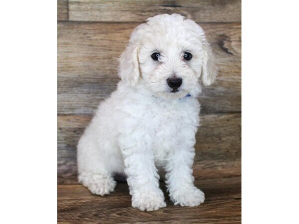 Poodle DOG Male White 11934 Petland Henderson, Nevada