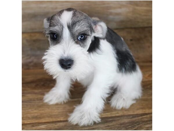 Miniature Schnauzer DOG Female Black / White 11933 Petland Henderson, Nevada