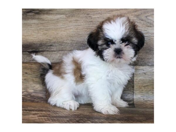 Shih Tzu DOG Female Red / White 11935 Petland Henderson, Nevada