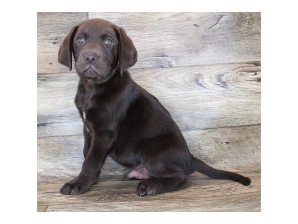 Labrador Retriever DOG Male Chocolate 11949 Petland Henderson, Nevada