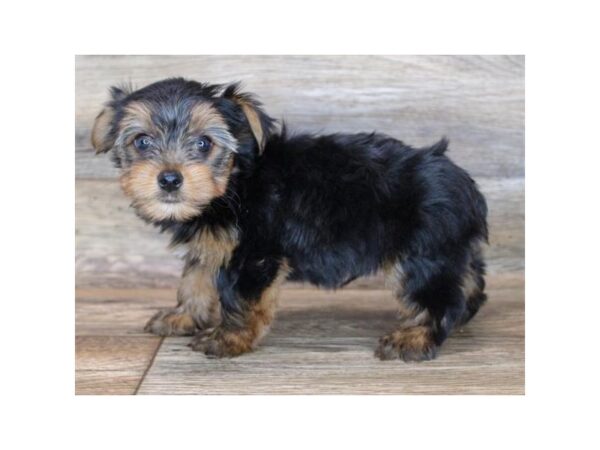 Yorkshire Terrier DOG Male Black / Tan 11947 Petland Henderson, Nevada