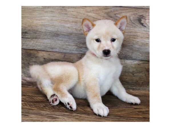 Shiba Inu DOG Female Cream 11944 Petland Henderson, Nevada