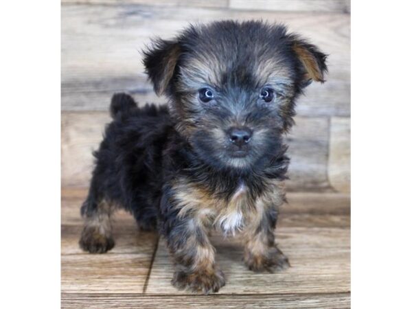 Silky Terrier DOG Male Black / Tan 11946 Petland Henderson, Nevada