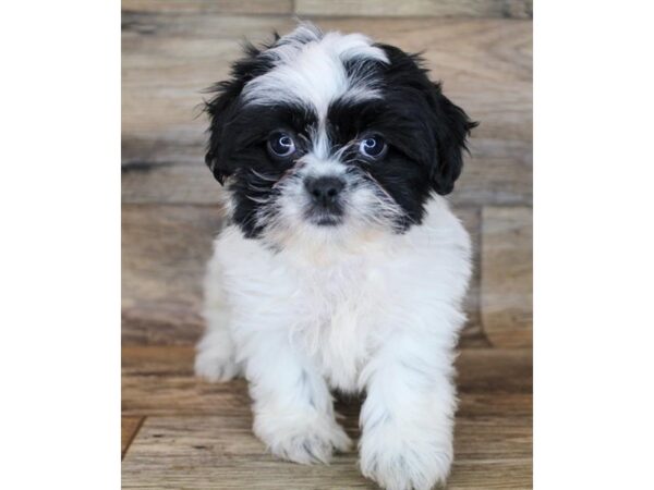 Shih Tzu DOG Female Black / White 11945 Petland Henderson, Nevada