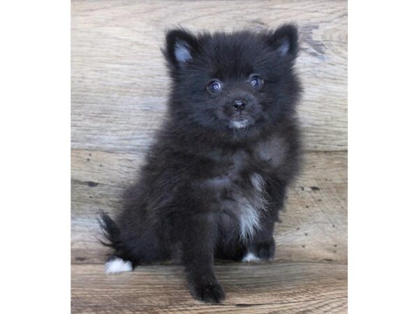 Pomeranian DOG Female Black 11942 Petland Henderson, Nevada