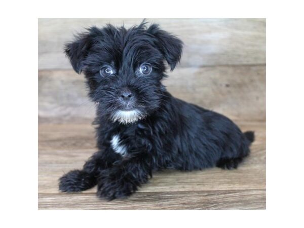 Morkie DOG Male Black 11950 Petland Henderson, Nevada