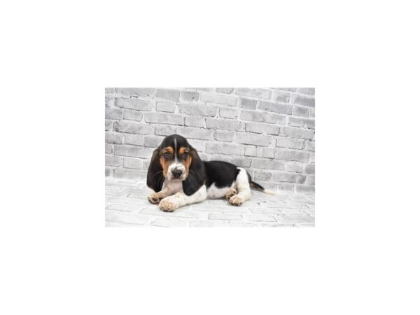 Basset Hound-DOG-Male-Black White and Tan-11941-Petland Henderson, Nevada