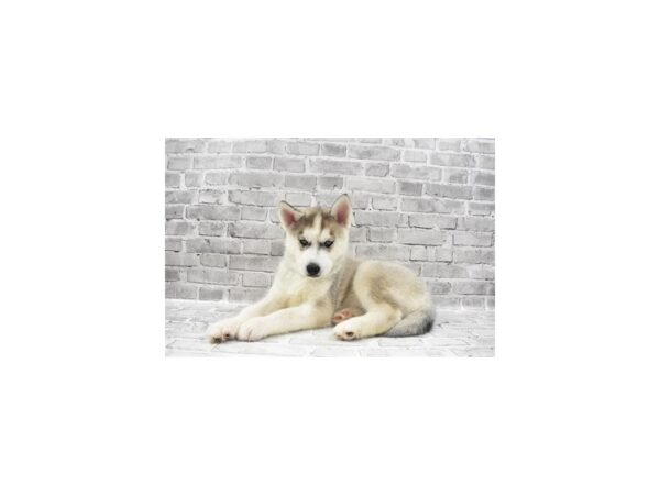 Siberian Husky DOG Male Silver and White 11939 Petland Henderson, Nevada