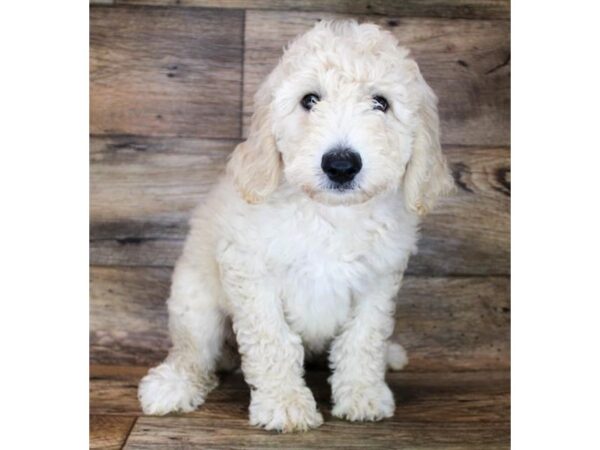 Goldendoodle DOG Female Light Golden 11948 Petland Henderson, Nevada