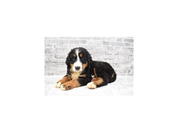 Bernese Mountain Dog DOG Male Black Rust and White 11958 Petland Henderson, Nevada