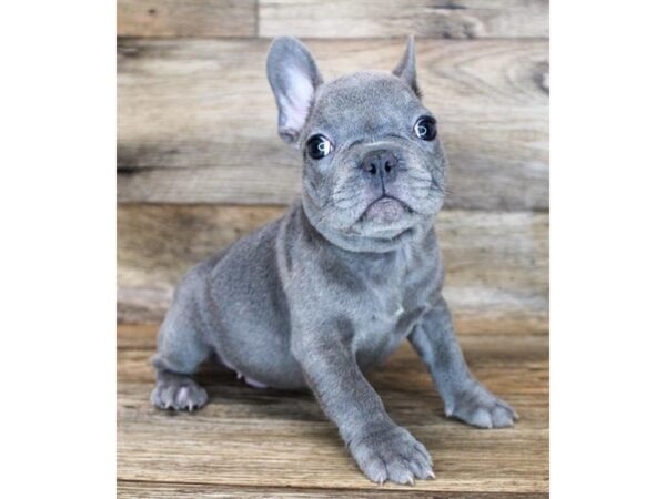 French Bulldog DOG Male Blue 11953 Petland Henderson, Nevada