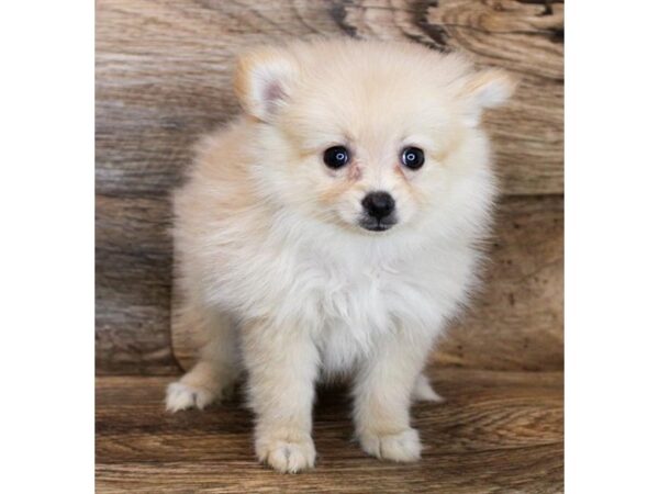 Pomeranian DOG Female Orange 11956 Petland Henderson, Nevada