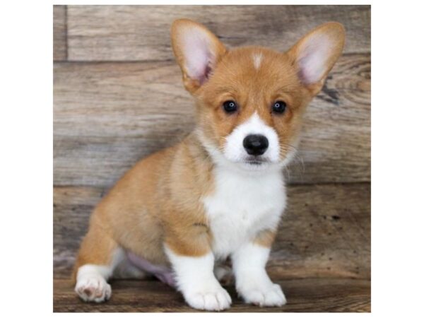 Pembroke Welsh Corgi DOG Male Sable / White 11955 Petland Henderson, Nevada