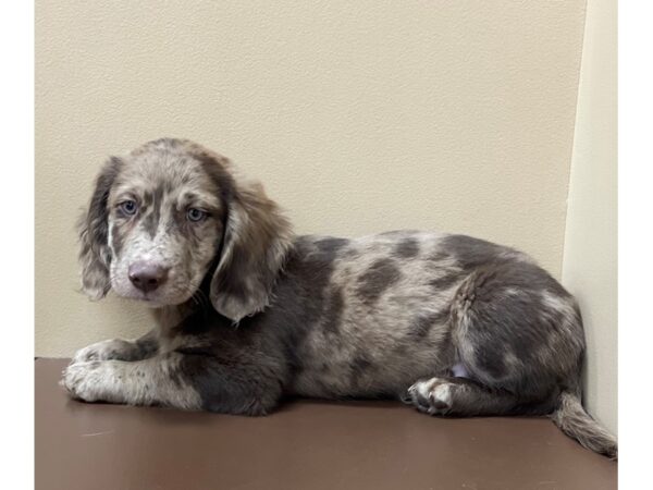 Doxiedor-DOG-Male-Chocolate Dapple-11952-Petland Henderson, Nevada