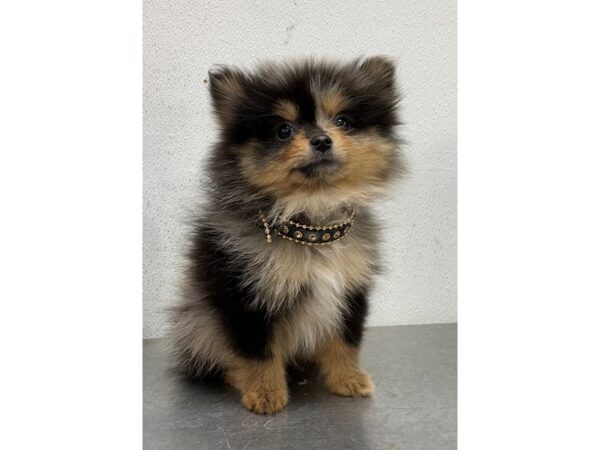 Pomeranian DOG Male Blue Merle 11951 Petland Henderson, Nevada