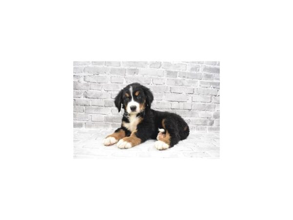 Bernese Mountain Dog DOG Male Black and Rust 11968 Petland Henderson, Nevada