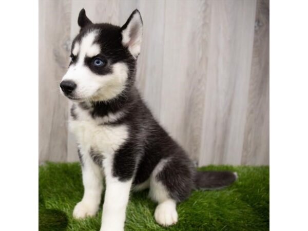 Siberian Husky DOG Female Black / White 11961 Petland Henderson, Nevada