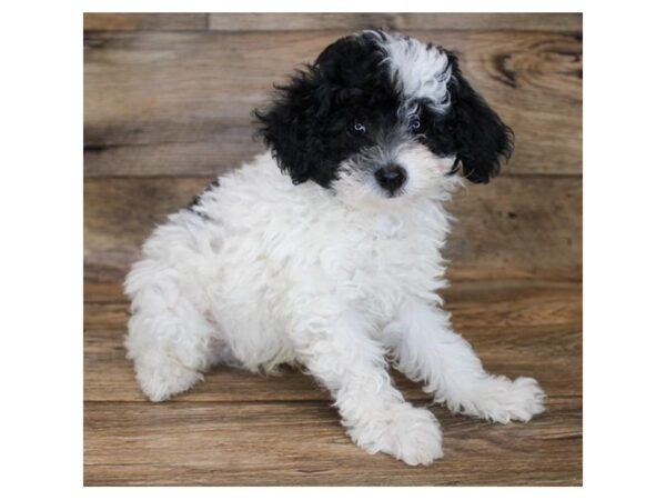 Poodle DOG Male Black 11960 Petland Henderson, Nevada