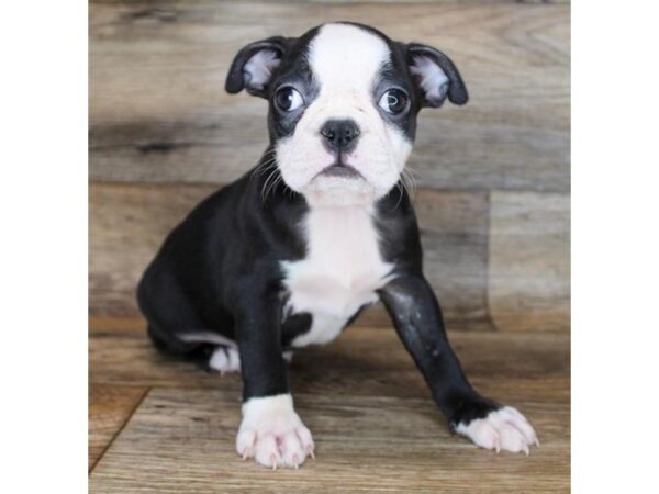 Boston Terrier DOG Female Black / White 11966 Petland Henderson, Nevada