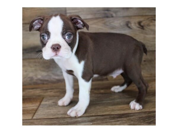 Boston Terrier DOG Male Seal / White 11967 Petland Henderson, Nevada