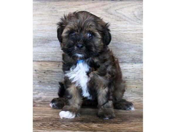 Lhasapoo DOG Female Red Sable 11964 Petland Henderson, Nevada