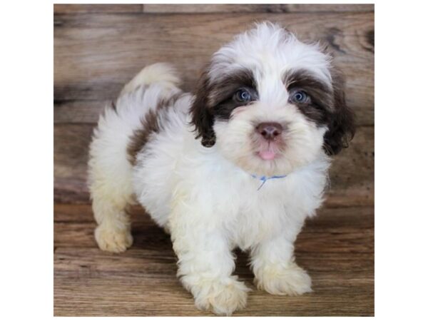 Teddy Bear-DOG-Male-Chocolate-11962-Petland Henderson, Nevada