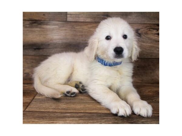 Golden Retriever DOG Male Light Golden 11959 Petland Henderson, Nevada