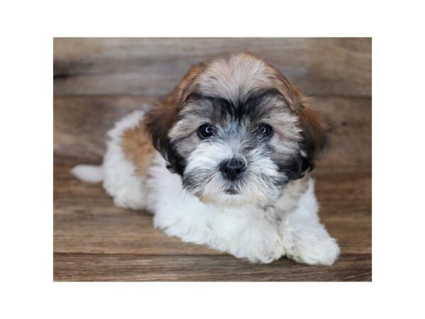 Teddy Bear-DOG-Female-Gold Sable-11963-Petland Henderson, Nevada