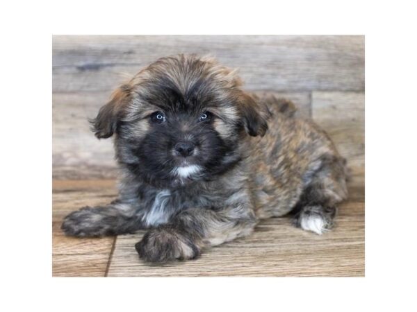 Malshi-DOG-Female-Red Sable-11965-Petland Henderson, Nevada