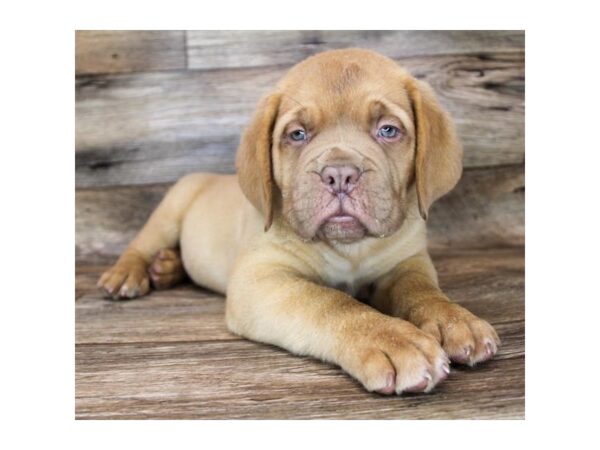 Dogue de Bordeaux DOG Male Red 11983 Petland Henderson, Nevada