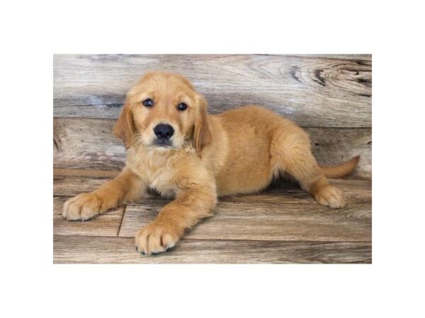 Golden Retriever DOG Male Golden 11976 Petland Henderson, Nevada