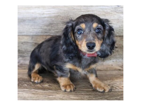 Dachshund DOG Female Black & Tan Dapple 11984 Petland Henderson, Nevada