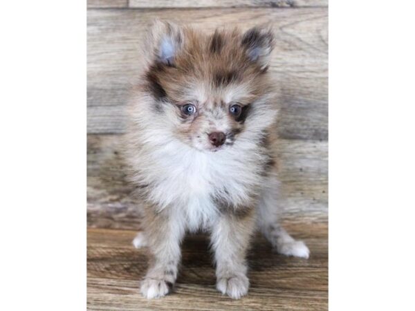 Pomeranian-DOG-Male-Chocolate Merle-11980-Petland Henderson, Nevada