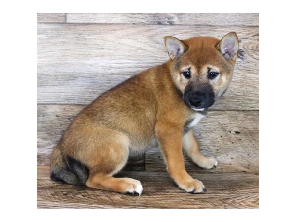 Shiba Inu DOG Female Red Sesame 11981 Petland Henderson, Nevada