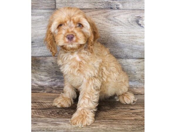 Cock A Poo DOG Male Red 11974 Petland Henderson, Nevada