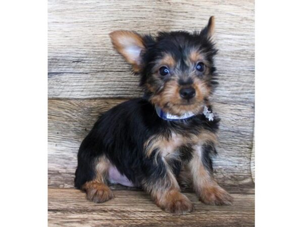 Silky Terrier DOG Male Black / Tan 11982 Petland Henderson, Nevada