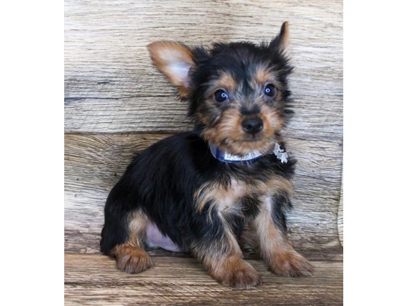 Silky Terrier Puppy Black Tan ID 11982 Located at Petland