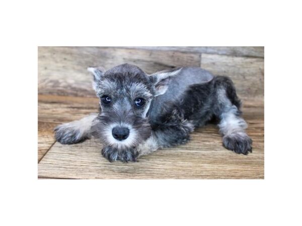 Miniature Schnauzer DOG Female Salt / Pepper 11979 Petland Henderson, Nevada